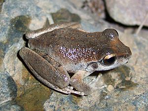 Archivo:Litoria booroolongensis
