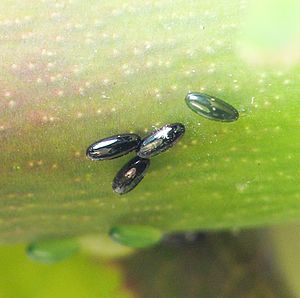 Archivo:Macrosiphum eggs