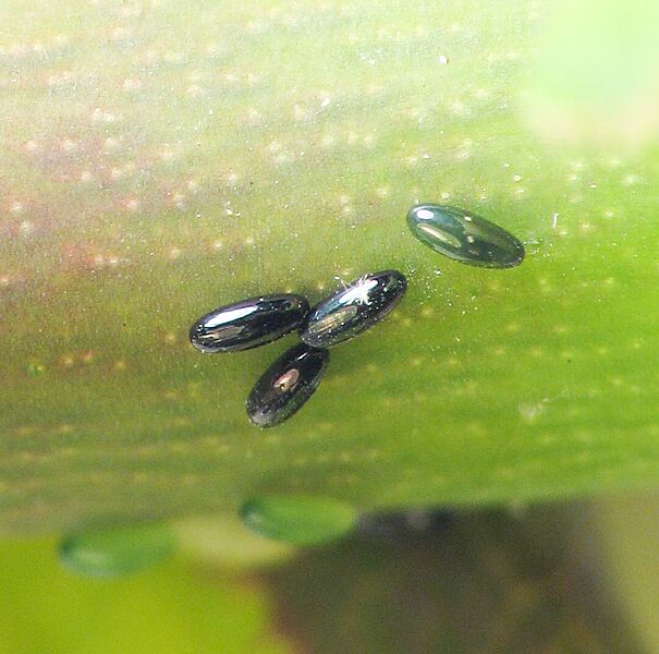 Macrosiphum eggs