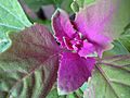 MagentaSpreen Chenopodium giganteum close-up EdibleOffice