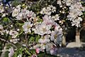 Malus spectabilis in the Jardin des Plantes, Paris 002