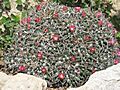 Mammillaria magnimamma (Monaco)