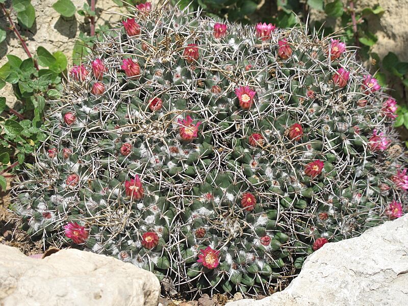 Mammillaria magnimamma (Monaco)