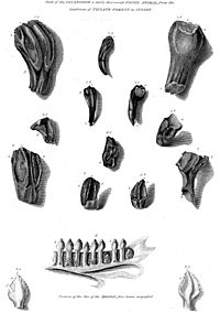 Archivo:Mantell's Iguanodon teeth