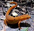 Newt crop 113008