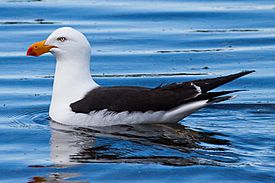 Pacific Gull (Larus pacificus) (8079593194).jpg