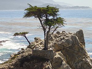 Archivo:Pebble Beach tree