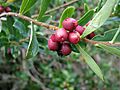 Pillo Pillo (Ovidia pillo-pillo) fruits Inao Vásquez 001