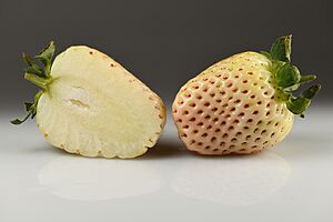 Archivo:Pineberry Florida Pearl - halved and whole
