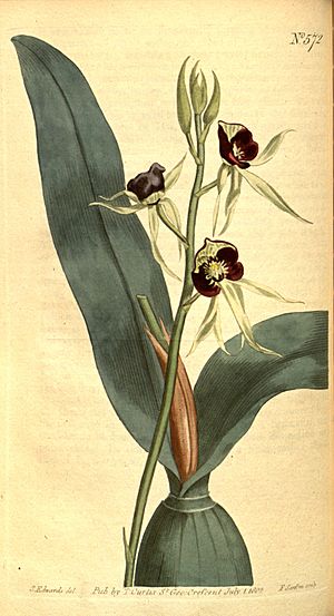 Archivo:Prosthechea cochleata (as Ep. cochleatum) - Curtis' vol. 16 pl 572 (1803)