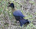 Purple-crested Turaco (Tauraco porphyreolophus) 6