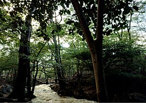 Archivo:Rio meachiche en Falcón, Venezuela