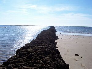 Archivo:Rota - corral de pesca en la playa de Punta Candor