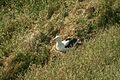 Royal Albatross-Nueva Zelanda05