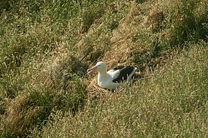 Archivo:Royal Albatross-Nueva Zelanda05