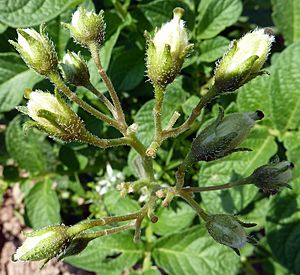 Archivo:S. tuberosum-flor-5