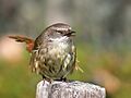 Scrub wren female Vocalising444
