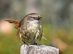 Scrub wren female Vocalising444.jpg