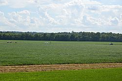 St. Albans Township soybean fields from bicycle trail.jpg