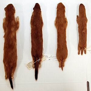 Archivo:Stoat and weasel (cropped)