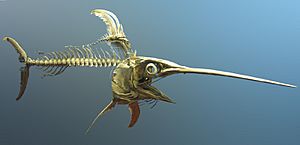 Archivo:Swordfish skeleton