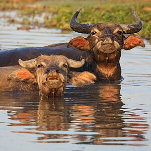 Archivo:Two water buffaloes bathing at sunset