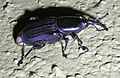 Weevil bangalore