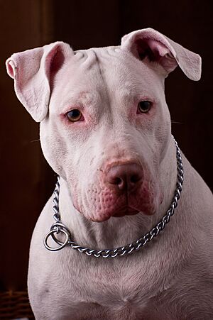 Archivo:White Pitbull