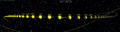 3200 Phaethon skypath Dec 2017