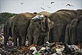 A herd of 40 wild elephants at Ampara in east Sri Lanka is totally dependent on garbage from tractors DSC8792