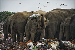 Archivo:A herd of 40 wild elephants at Ampara in east Sri Lanka is totally dependent on garbage from tractors DSC8792