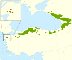 Distribución del abeto del Cáucaso.
