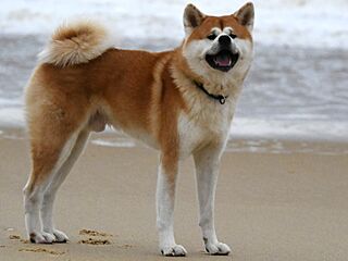 Akita Inu (male).jpg