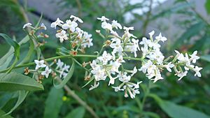 Archivo:Aloysia citrodora - flowers