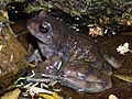 Alsodes australis