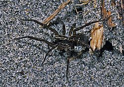 Anoteropsis litoralis-Seashore wolf spider (NZAC06001260).jpg