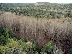 Archivo:Arboleda en la ribera del Caslilla