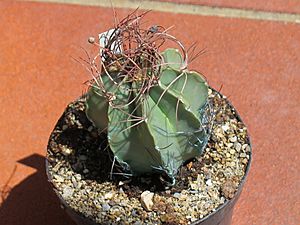 Archivo:Astrophytum senile 2