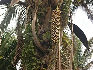 Archivo:Attalea speciosa fruits
