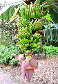 Archivo:Banana, Musa acuminata - the wild form is native to southeastern Asia. (16475309014)