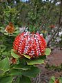 Banksia coccinea - Little Grove