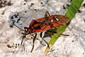 Bug 2007-2