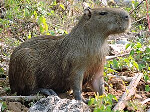 Archivo:Capybara en Chalalan (Chalalan)