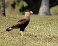 Caracara plancus-4