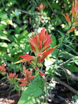 Castilleja tenuiflora (Family Orobanchaceae).jpg