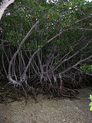 Archivo:Cayos mangroven01