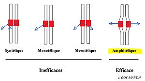 Archivo:Chromosome Attachement