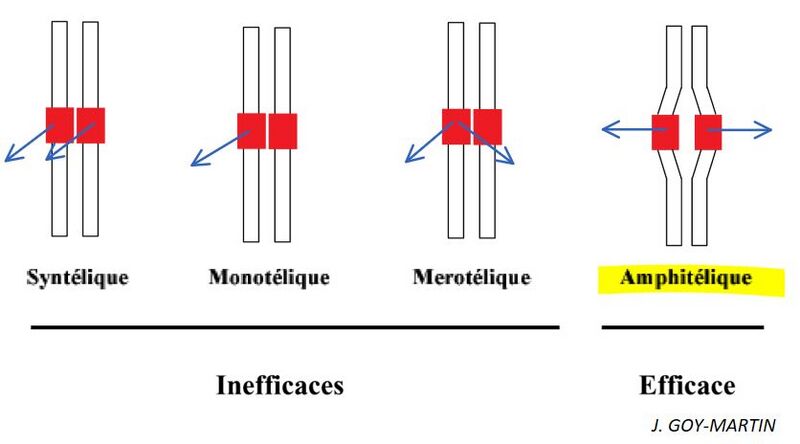 Chromosome Attachement