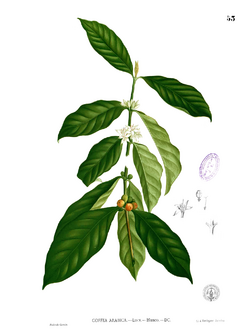 Archivo:Coffea arabica Blanco1.53