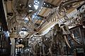Compared Osteology Room La Plata Museum